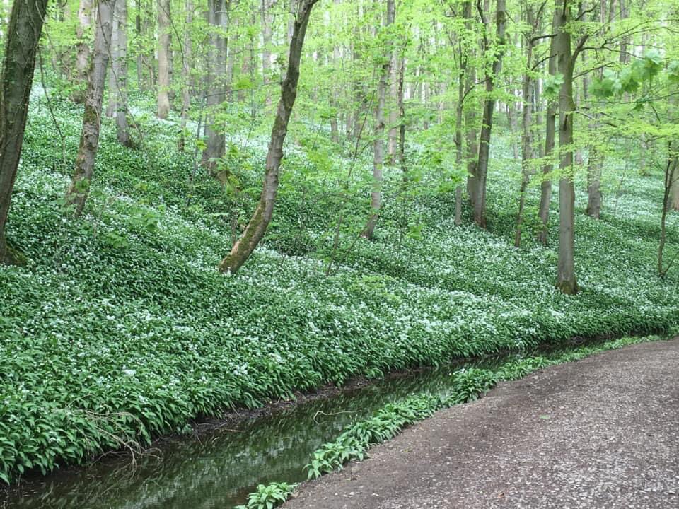 The wild ramson is flowering & patches o...